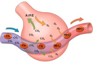 intercambio gases