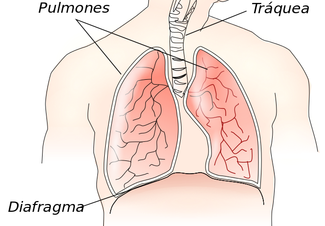 diafragma