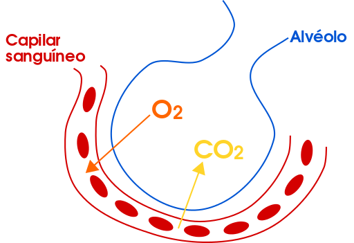 hematosis