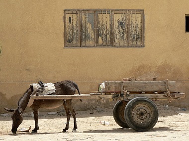 Burro con carro