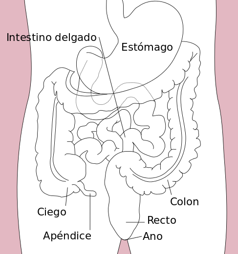 Intestino grueso