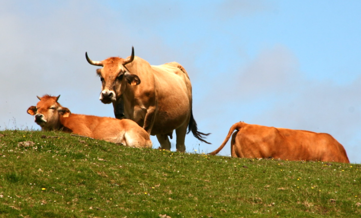 Vacas en prado