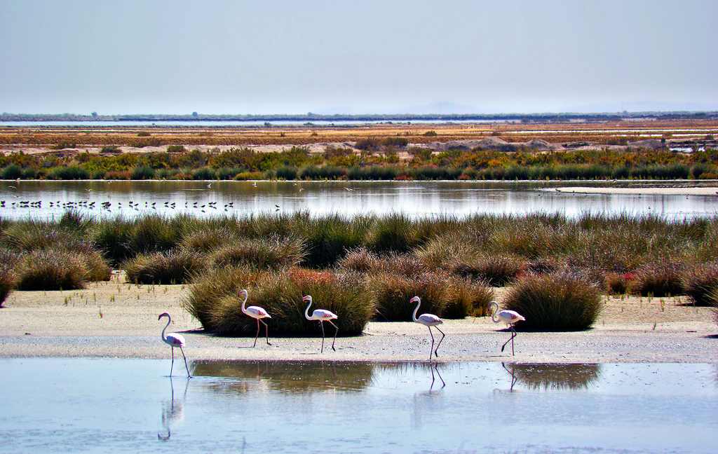 Las marismas del Guadalquvir, son un espacio de transición entre la desembocadura del río y el Océano Atlántico. 