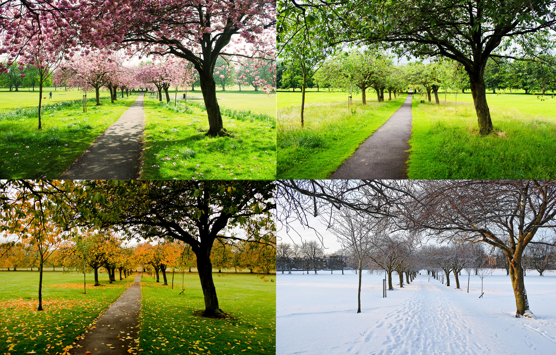 La imagen muestra cuatro fotografías de un mismo lugar, un prado con árboles. Cada foto representa ese lugar en una estación del año, en primavera, en verano, en otoño y en invierno