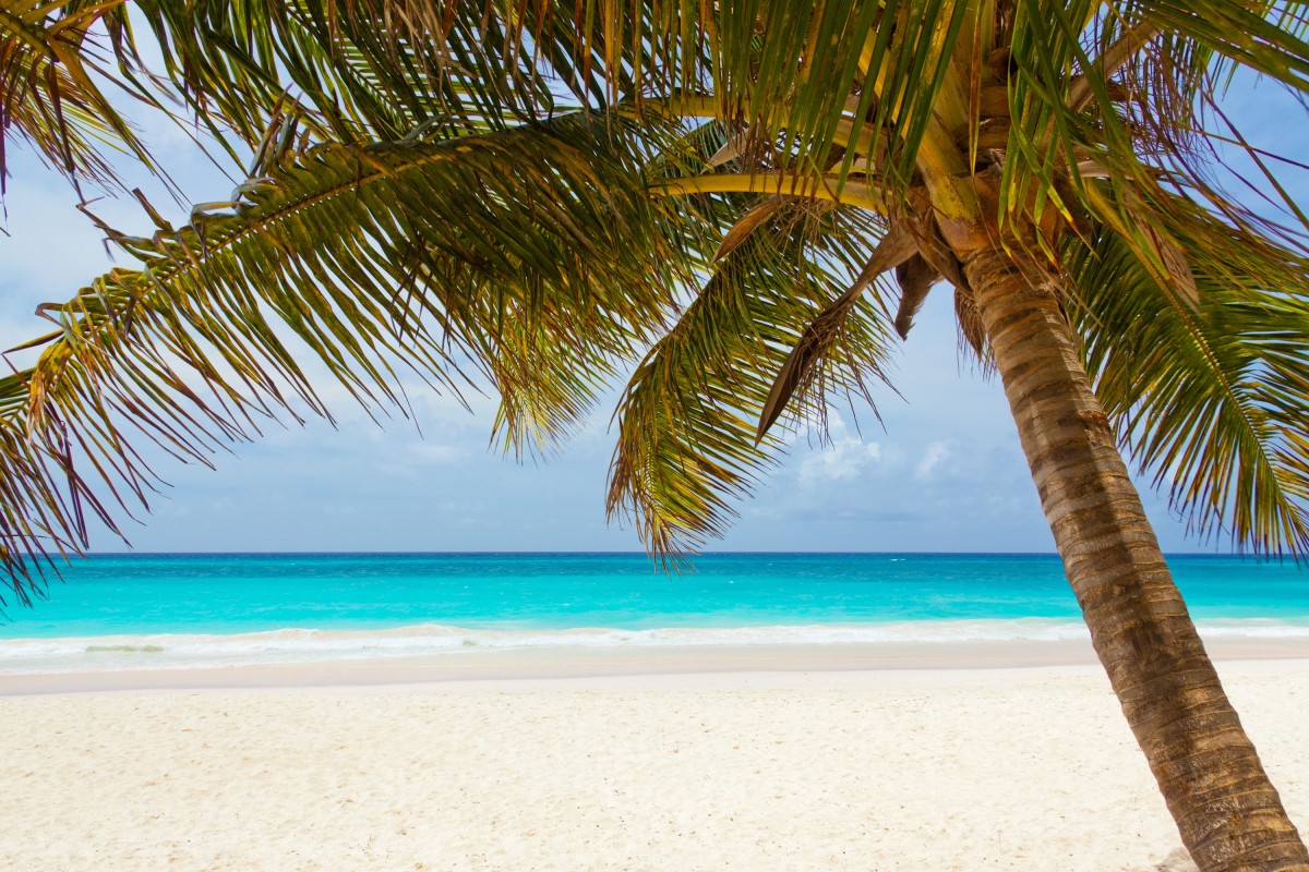 la imagen muestra un paisaje de una playa y una palmera