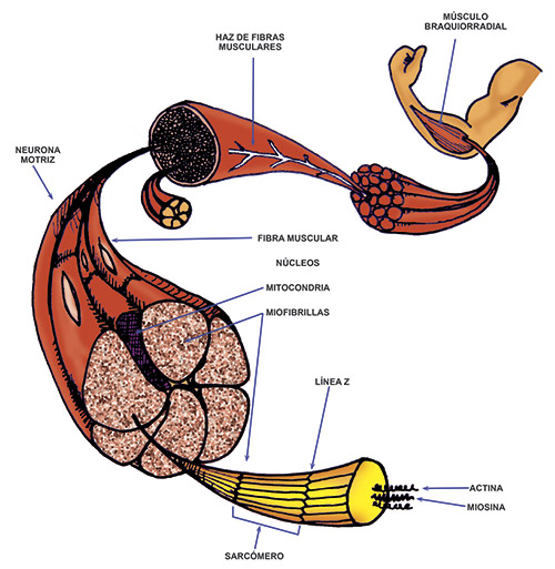 Fibra muscular: estructura Fibra muscular: estructura