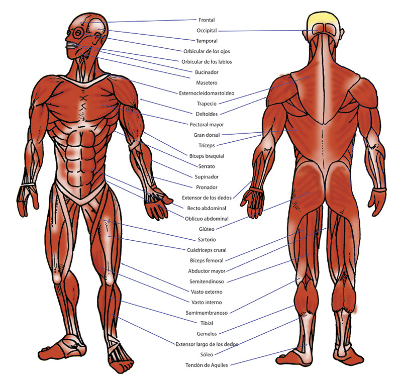 Localización de los principales músculos del cuerpo humano Localización de los principales músculos del cuerpo humano