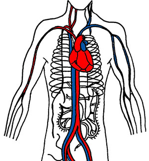 Esquema del aparato cardiocirculatorio