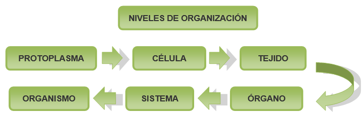Mapa conceptual Mapa conceptual