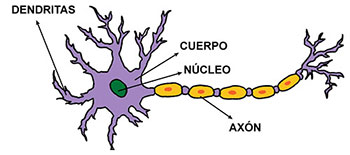 Neurona y las diferentes partes que la conforman