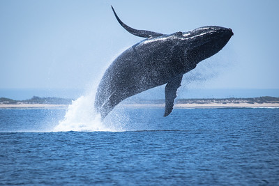 La imagen muestra a una ballena azul fotografiada en pleno salto sobre las aguas.