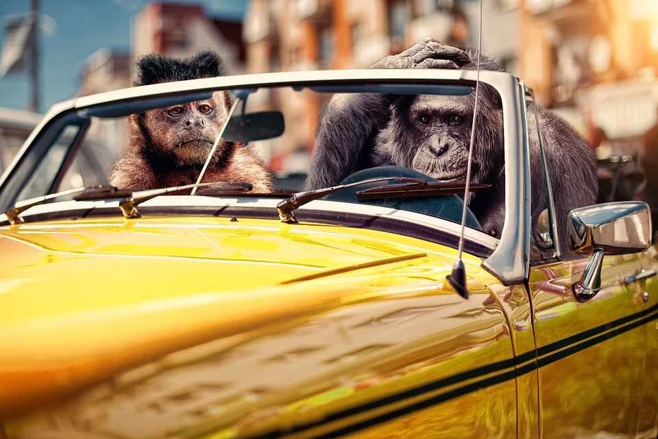 La imagen muestra dos monos conduciendo un coche descapotable.