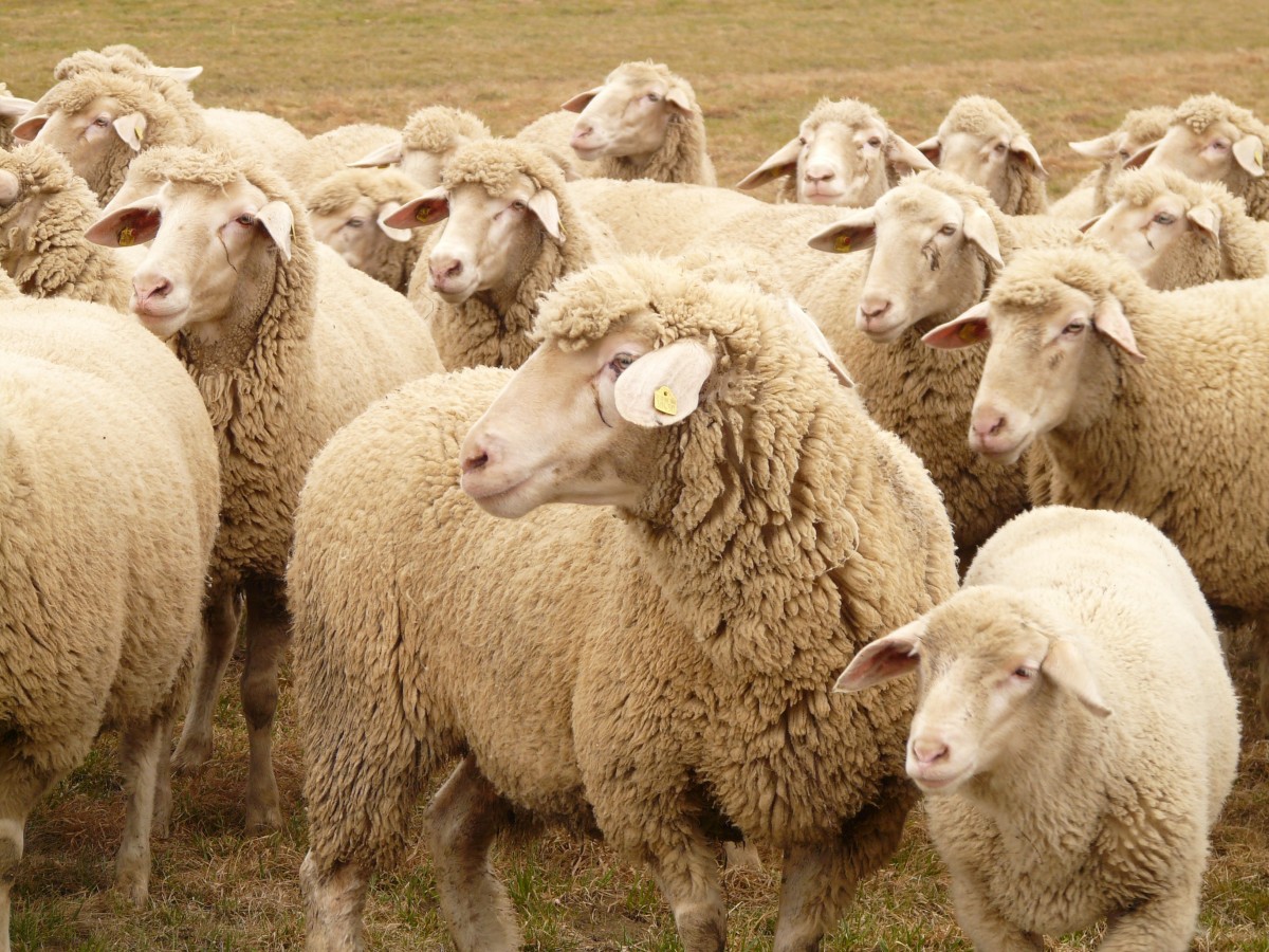 La imagen muestra un rebaño de ovejas