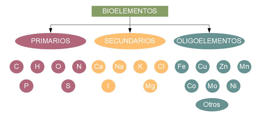 Ambicioso Comparar Alojamiento 1. Elementos de la vida | BI2 - Tema 1.2: La base molecular y fisicoquímica  de la vida: El agua y las sales minerales