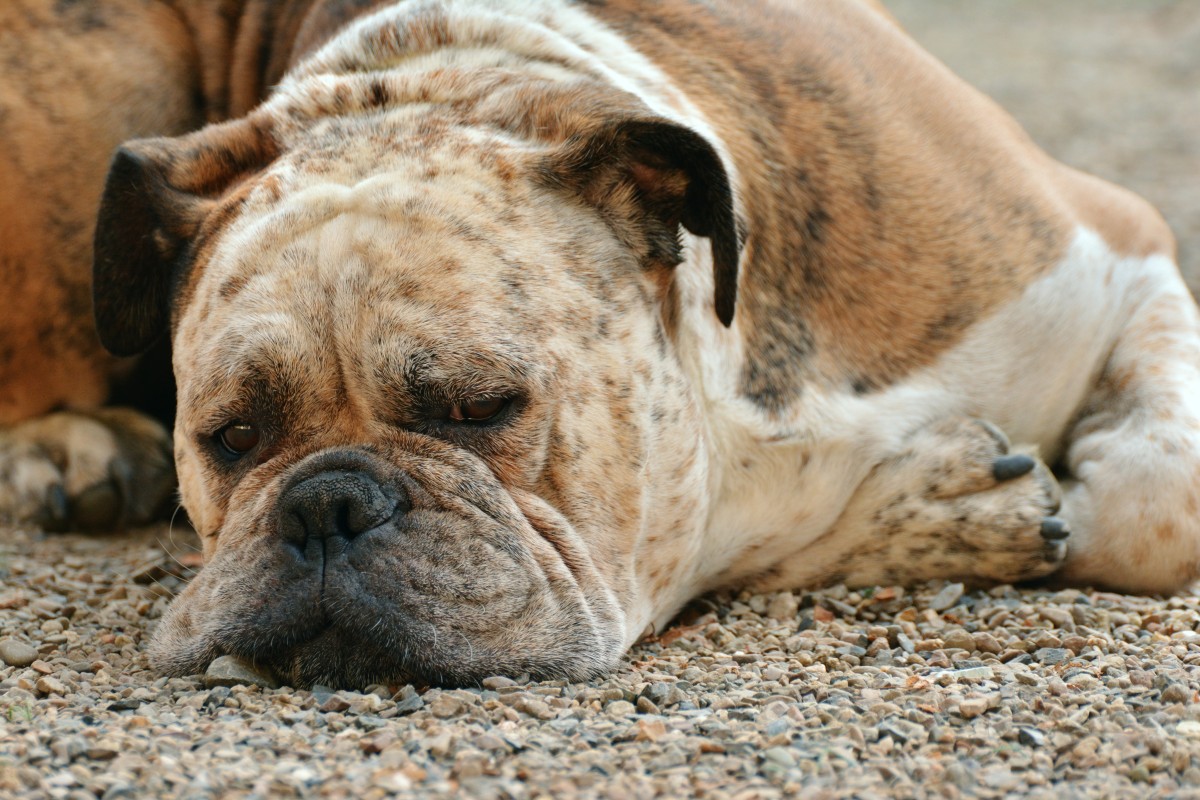 La imagen muestra un perro echado en el suelo, tranquilo y con los ojos casi cerrados