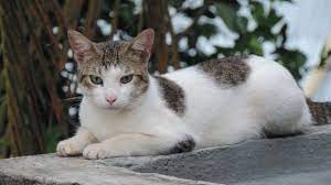 Gato