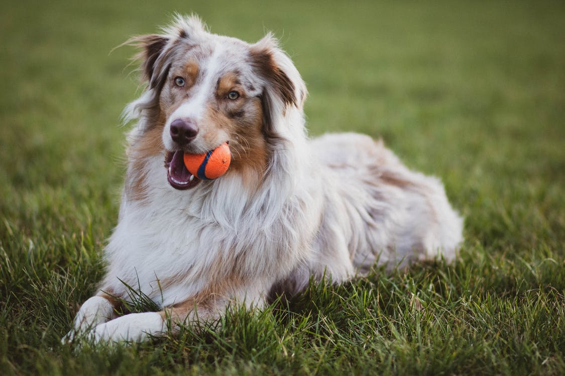 Perro collie australiano