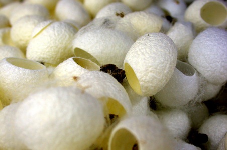 Capullos de gusanos de seda vacios