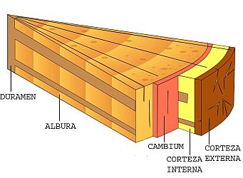 Estructura de un tronco