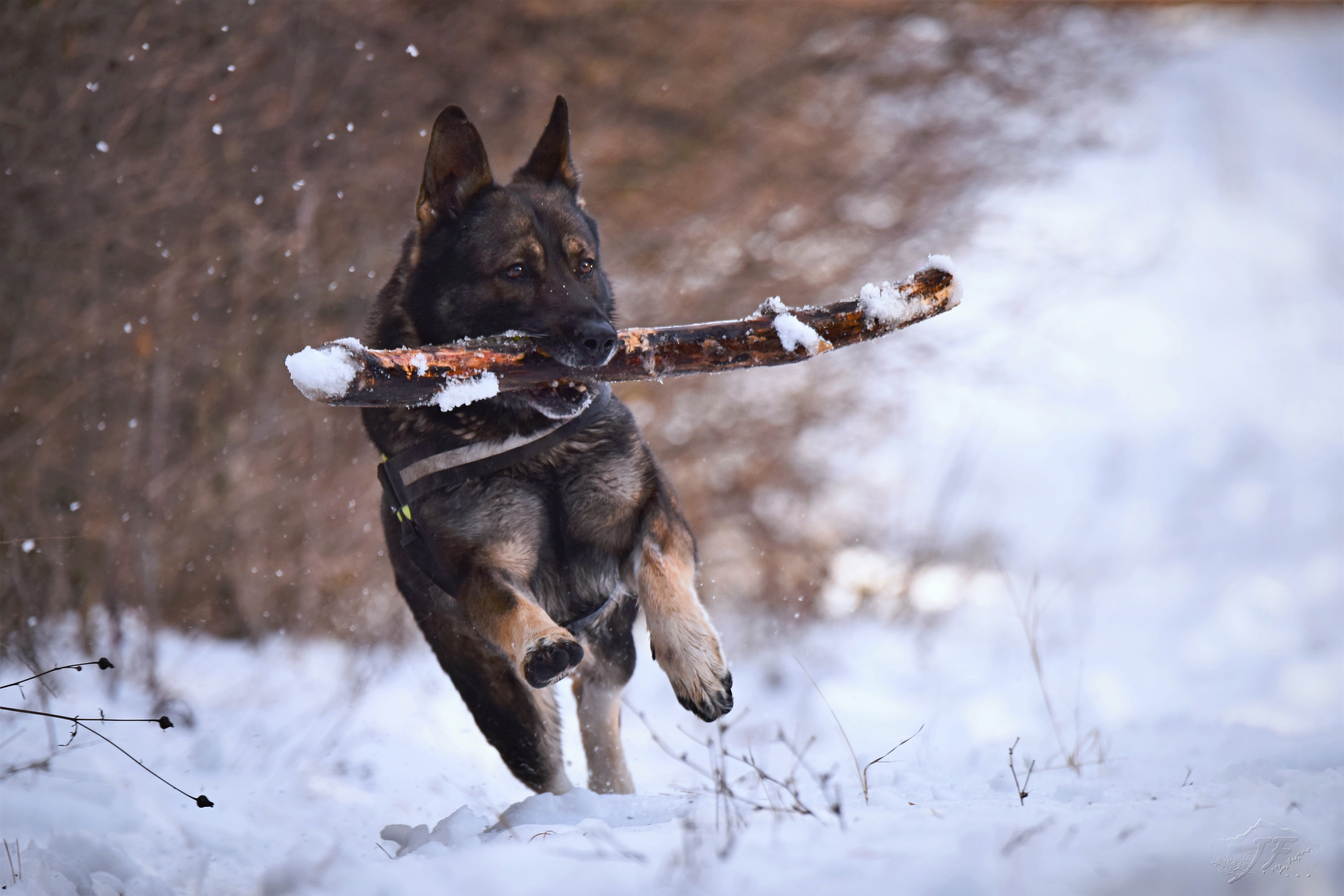 La imagen muestra a un perro llevando un palo.