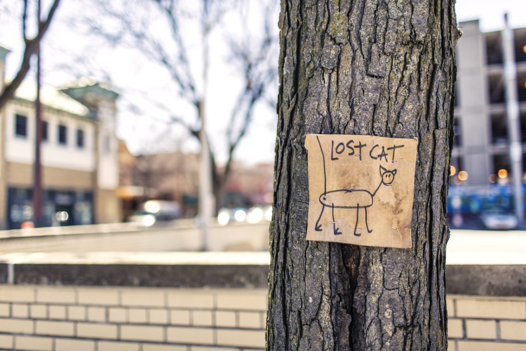La imagen muestra un cartel de gato perdido.