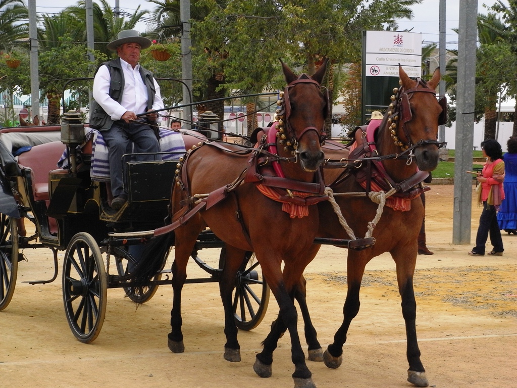 Carruaje con conductor tirado por dos caballos.
