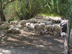 La PAC incluye tanto al sector agrícola como al ganadero