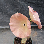 hoodia plant