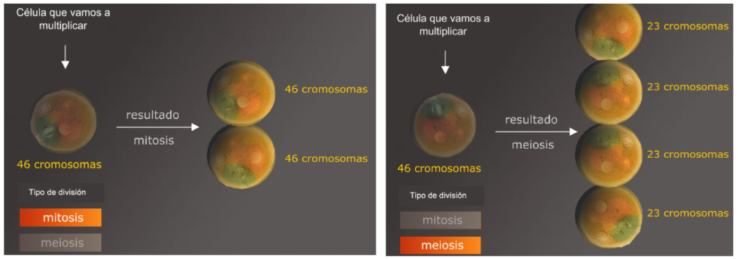 Diferencias entre mitosis y meiosis
