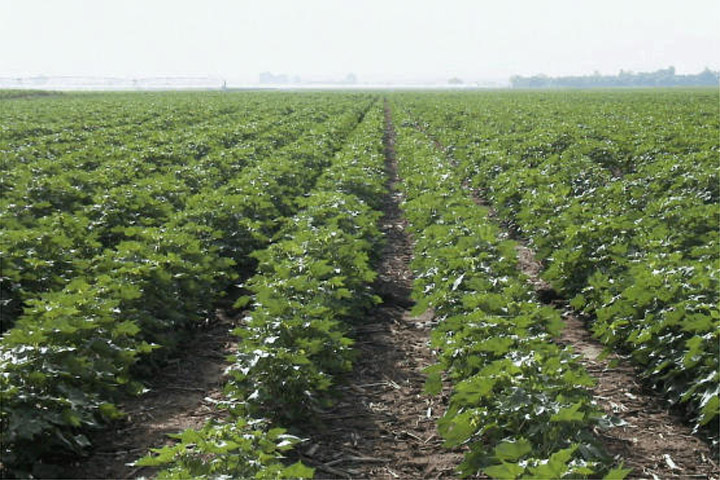 Plantación de aldodón