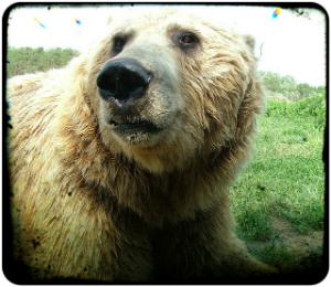 Oso