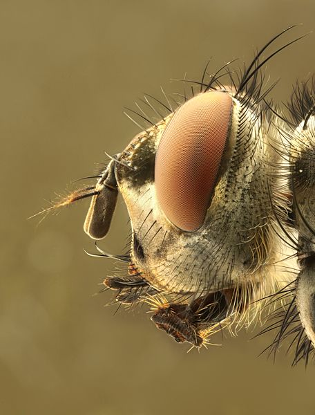 Detalle órganos sensoriales insecto