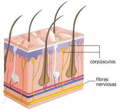 receptores del sentido del tacto