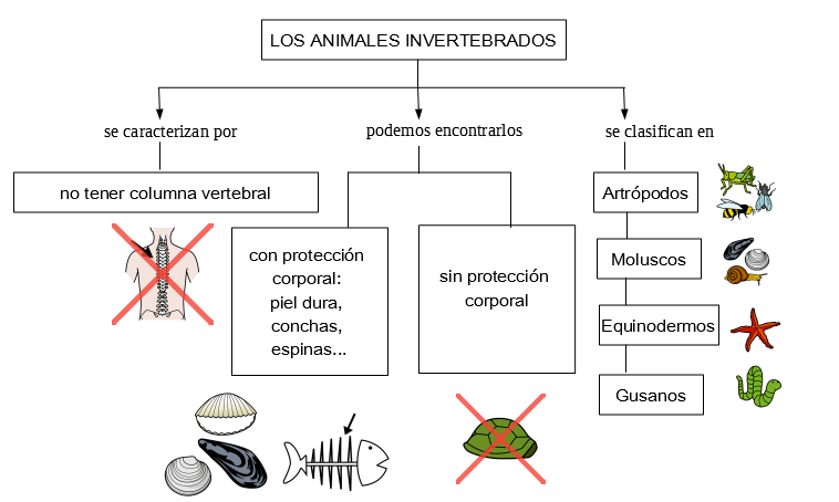 Ejemplo de un esquema sobre animales invertebrados.