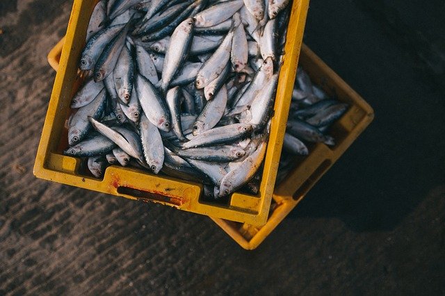 Cajas de pescados subastándose en la lonja