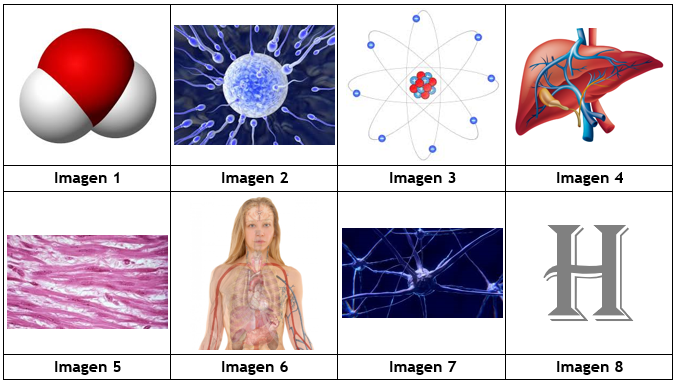 Niveles de organización Imágenes de los niveles de organización