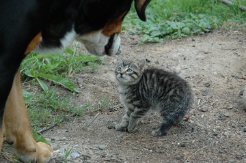 La imagen muestra un perro que se cruza con un gato y el gato tiene el pelo erizado.