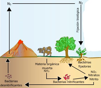 Ciclo del nitrógeno