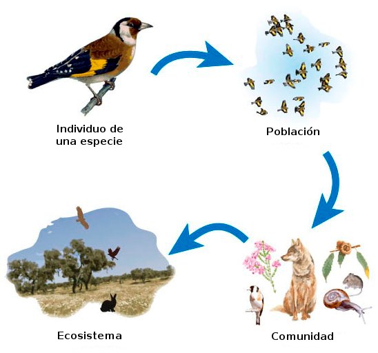 Individuo, población, comunidad y ecosistema
