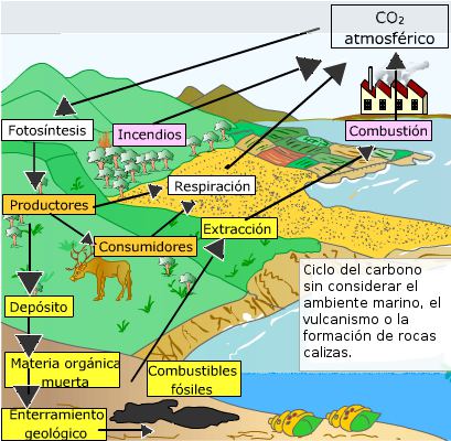Ciclo del carbono