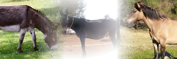 Burro, mula y caballo