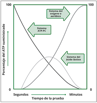 Relación entre el porcentaje de ATP aportado por los diferentes sistemas energéticos en relación con el tiempo de la prueba Relación entre el porcentaje de ATP aportado por los diferentes sistemas energéticos en relación con el tiempo de la prueba