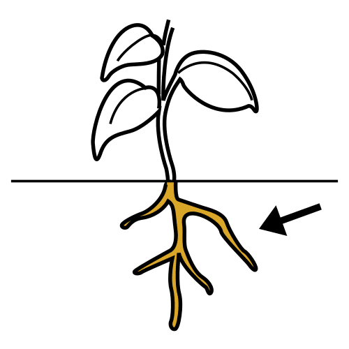 Dibujo de planta con raíces