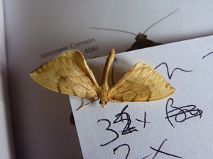 Moth on paper