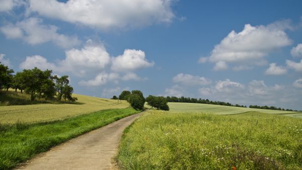 La imagen muestra un camino estrecho que pasa por un prado verde