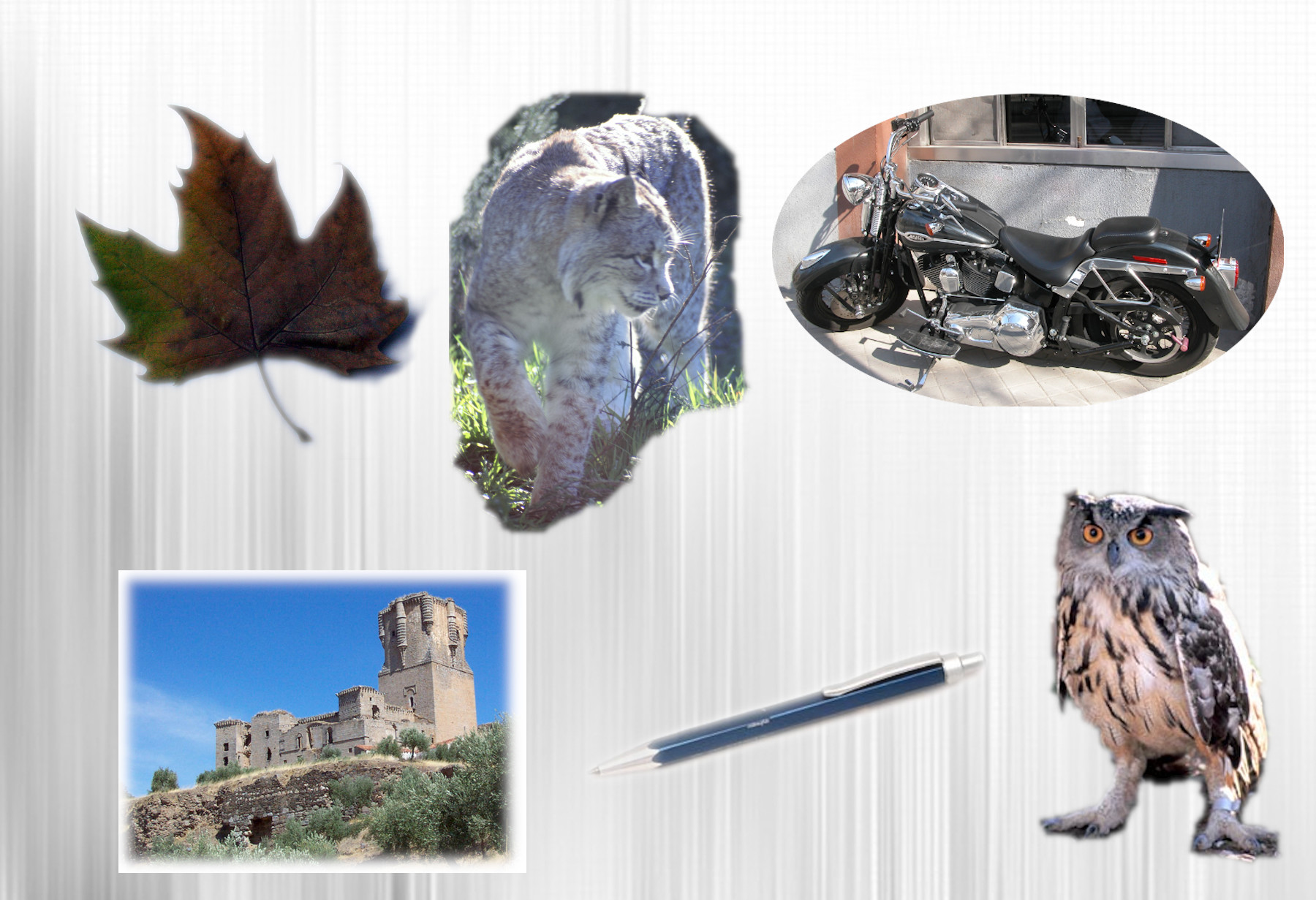 La imagen muestra un collage de imágenes formado por una hoja de árbol, un bolígrafo, una moto, un castillo, un buho y un lince