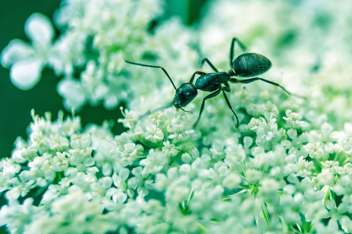 La imagen muestra una hormiga negra encima de una flor blanca