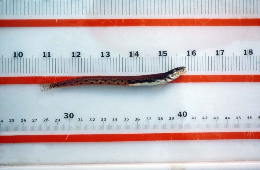 La imagen muestra la medición de un pez con unas reglas