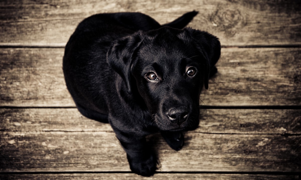 La imagen muestra un cachorro negro
