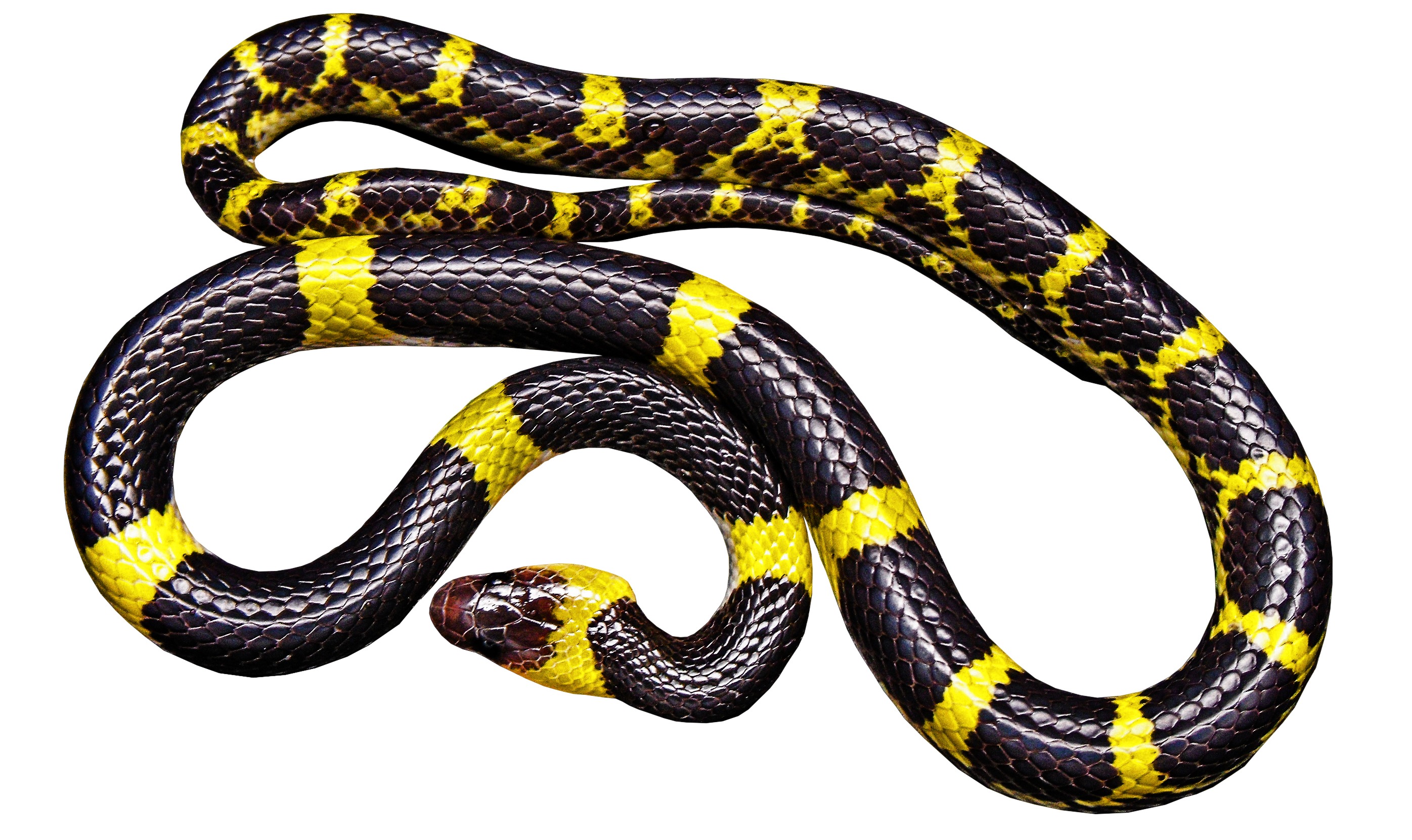 La imagen muestra una serpiente larga, negra con rayas amarillas